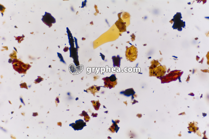 Houille x25 - gryphea.org